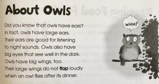 CS P17 About Owls