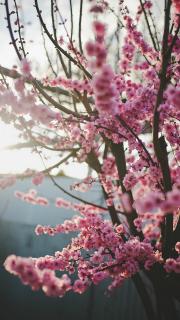 一颗开花的树——席慕蓉