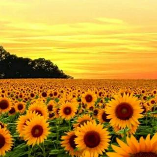 诗歌分享:芒克—阳光中的向日葵🌻