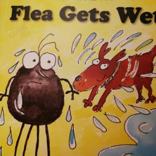 flea gets wet