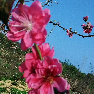 小家碧玉的思念