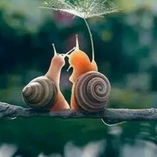 《不愿从梦中醒来》