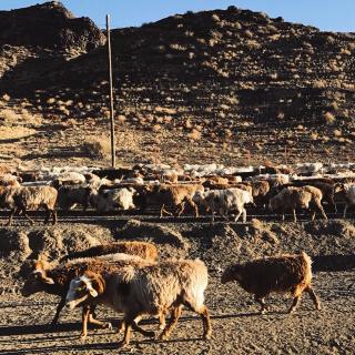 vol 22 羊群效应：做一只会自己找路的羊，你觉的怎么样？