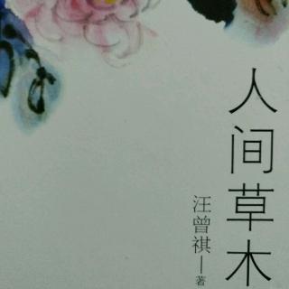 人间草木-北京的秋花（秋葵）