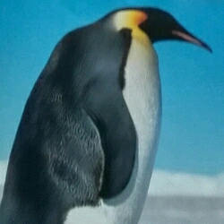 6.南极绅士——企鹅