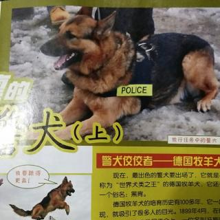 威风凛凛的警犬（上）