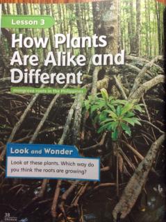 G2 Science Chapter1 Lesson 3 - How plants are alike and different