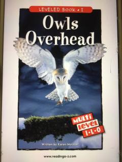 Owls Overhead-芋头