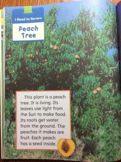 G2 Science Chapter1 Lesson3 - Peach tree