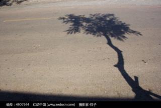 The tree's shadow