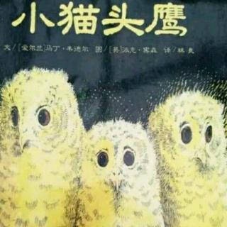 启诺国际幼儿园故事屋《小猫头鹰》