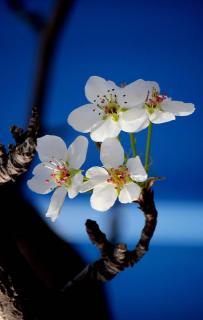 梨花·许地山 20180314