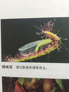 昆虫日记：捕蝇草