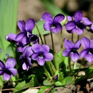 地丁花老臣2018314