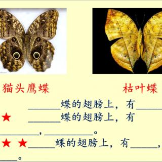 37号 李欣宸 说话练习《猫头鹰蝶、枯叶蝶》