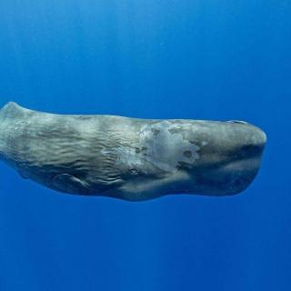 一个鼻孔通气的抹香鲸