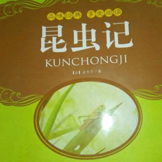 《昆虫记》松毛虫 (2)