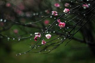 180316《听听那冷雨》节选 余光中