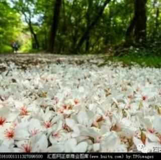 不知有花