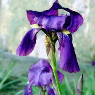 咏一朵枯萎的紫罗兰