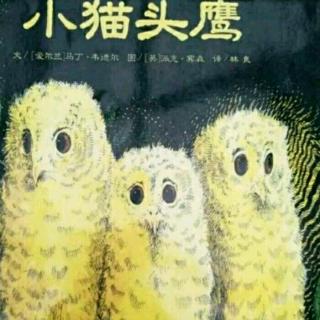 启诺国际幼儿故事屋《小猫头鹰》