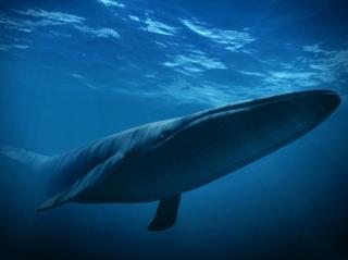 黑喵～睡眠系列-深海蓝鲸呼吸1