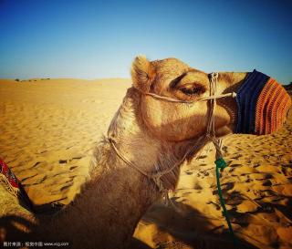 camels