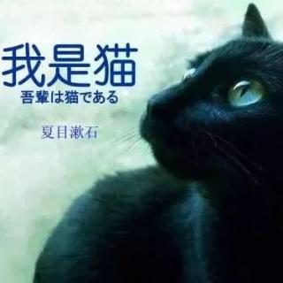 我是猫 30