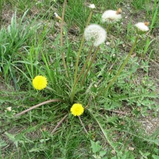 春季里最好的排毒草——蒲公英