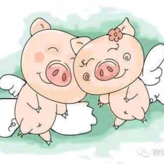 两头猪的真爱