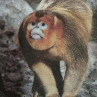 《动物未解之谜》之怎样认识吃人猴？
