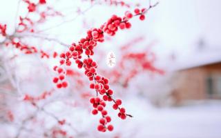 二十四节气—立冬