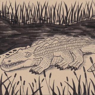 11第十一章 沼泽地的鳄鱼
