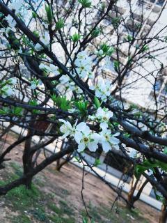 《一棵开花的树》•席慕容