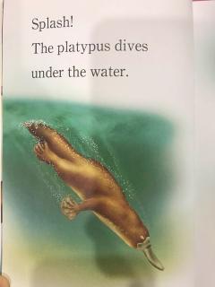 Platypus 2