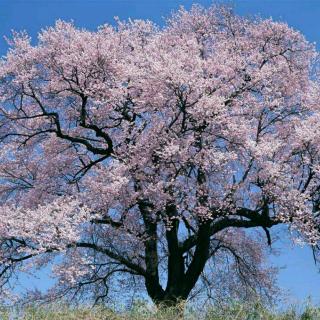 每日诵读练习《席慕蓉：一棵开花的树》