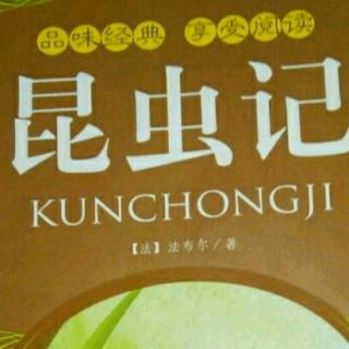 昆虫记松毛虫松蛾