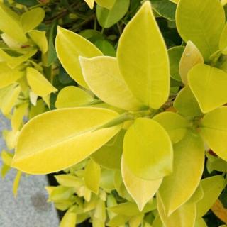 关雎 蒹葭 朗诵(转)