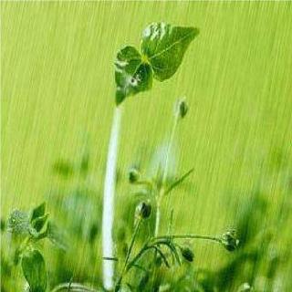 春宵伴着细雨