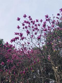 面潮大海  春暖花开