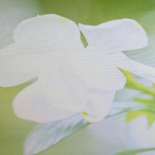 gardenia(栀子花)
