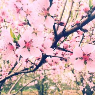 《春暖花开》
