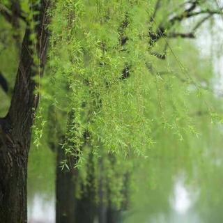 山雨 小学六年级