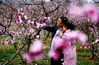 《春游时集桃花园》文／金国旗     朗诵：碧海青天