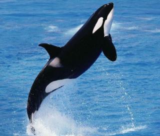 自然故事88:海洋中食物链的顶端虎鲸