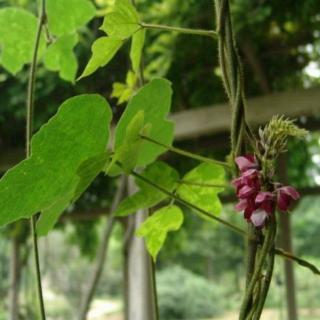 12.野马葛藤 《诗经里的植物》韩育生