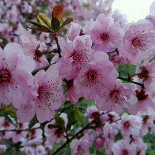 水调歌头  樱花节   作者  李德平