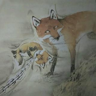 西顿动物记～春田狐的爱④