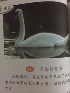 【百日朗读】1094号吴雨桐第十九天四年级下册《天鹅的故事》