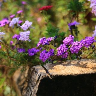 《寿夏衍四十生日》作者田汉  朗诵菲凡